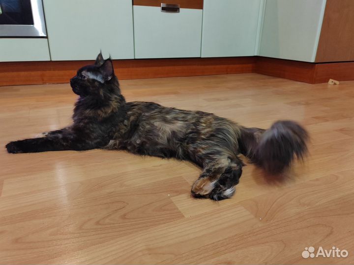 Кошкины дети