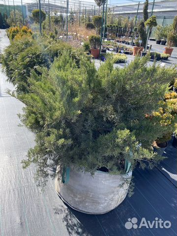 Можжевельник средний Минт Джулеп 70-80/ком