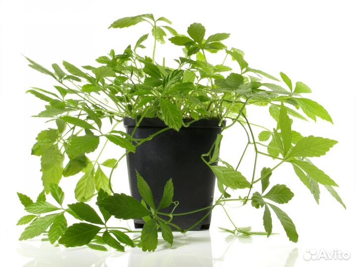 Укоренённые саженцы Джунгалан-гиностемы