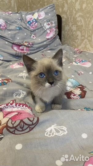 Котенок