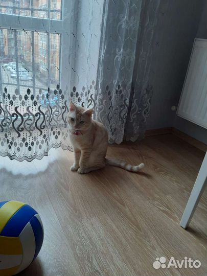 Котик молодой очень красивый мальчик