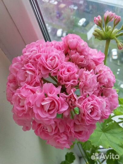 Пеларгония (герань) сортовые