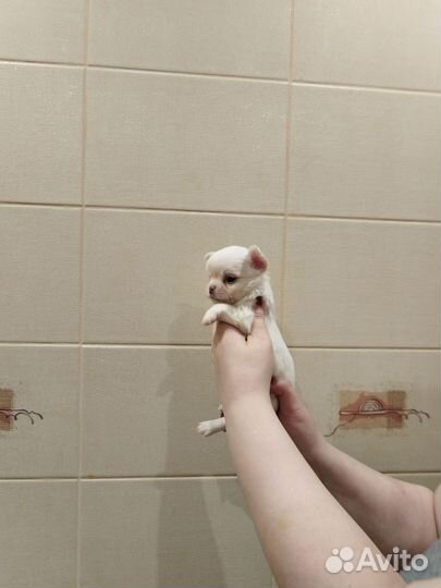 Мальчишки чихи