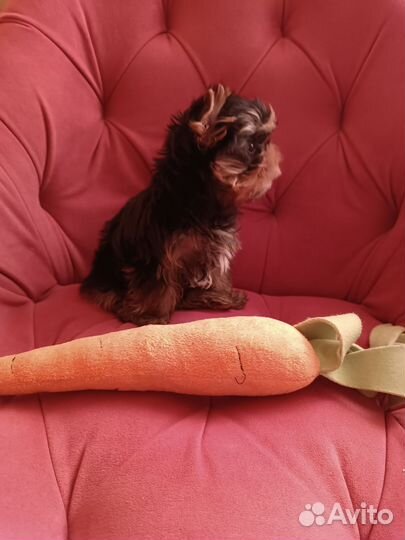 Йоркширский терьер