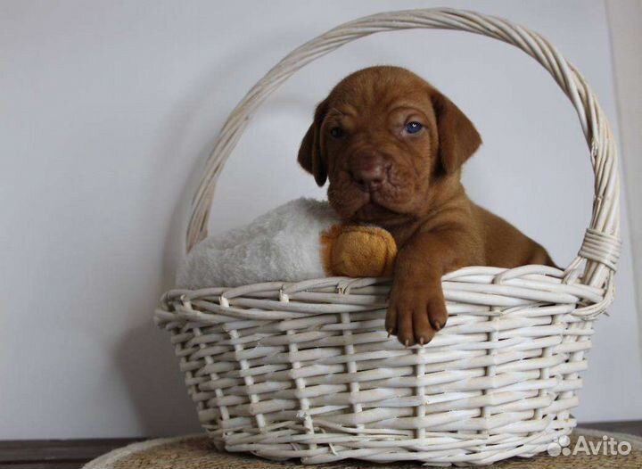 Щенки венгерской выжлы