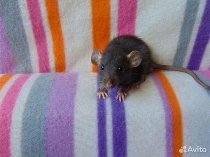 Крысы, крысята - дамбо, стандарт, клетки, гамак