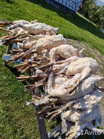 Продам мясо гусей и уток