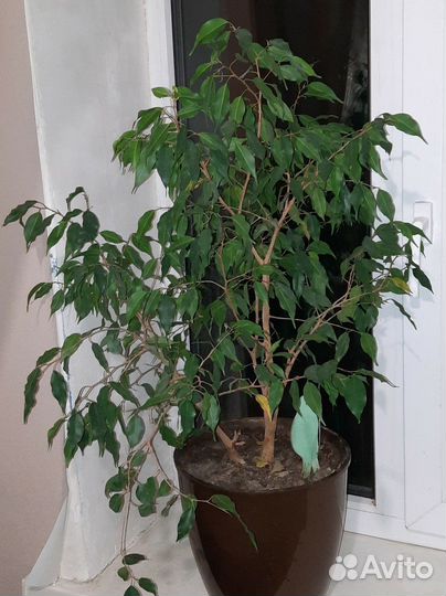 Фикус бенджамина большой