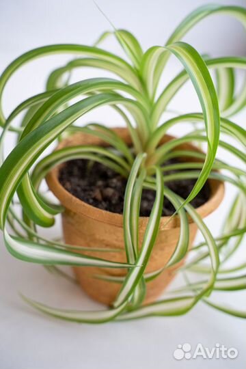 Хлорофитум Бонни кудрявый