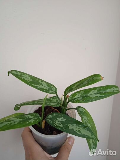 Аглаонема трейба