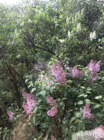 Декоративные кустарники и саженцы деревьев
