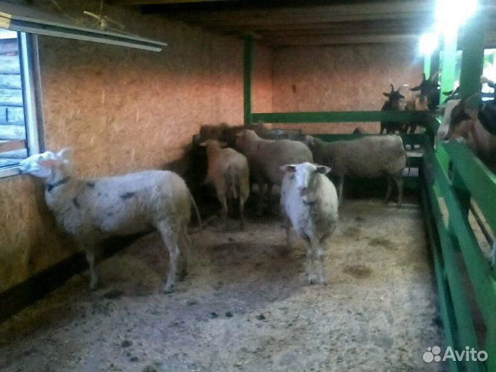 Овцы остфризской породы