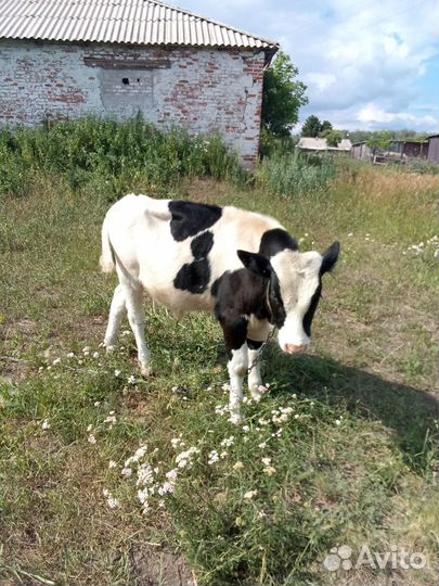 Продам бычка