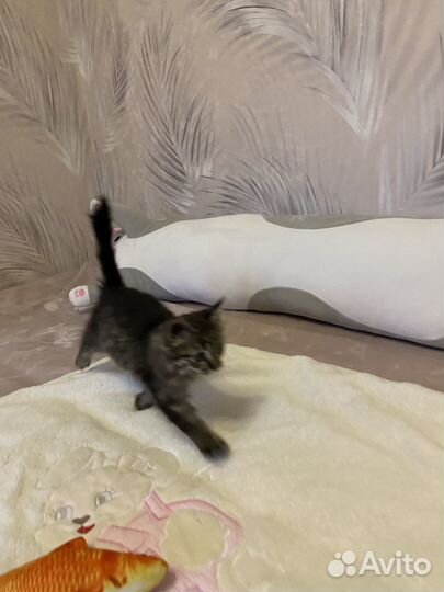 Котенок в добрые руки