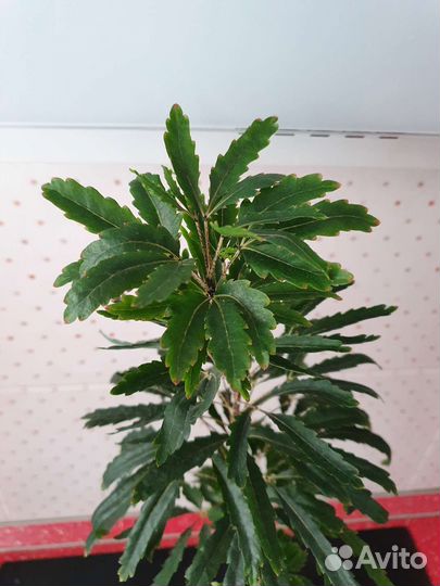 Дизиготека растение комнатное