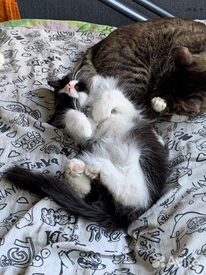 Котенок в добрые руки