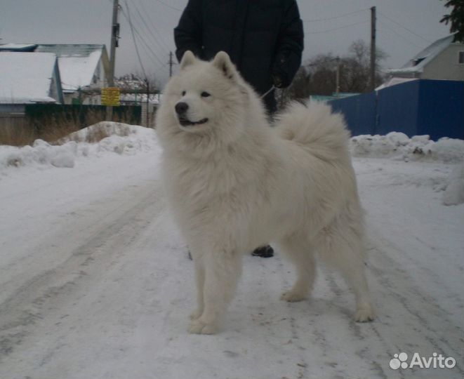 Вязка Самоед
