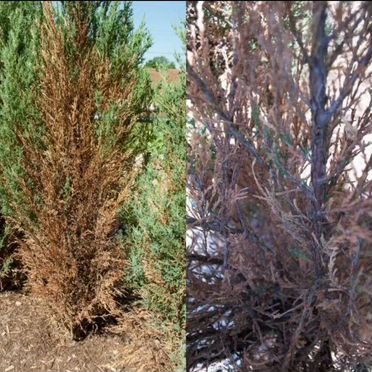 Можжевельник (Удаление )