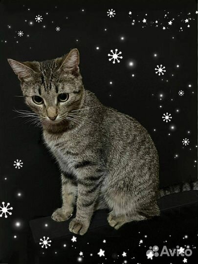 Котик в добрые руки