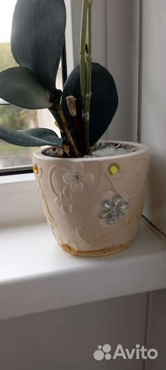 Орхидея фаленопсис искусстенная