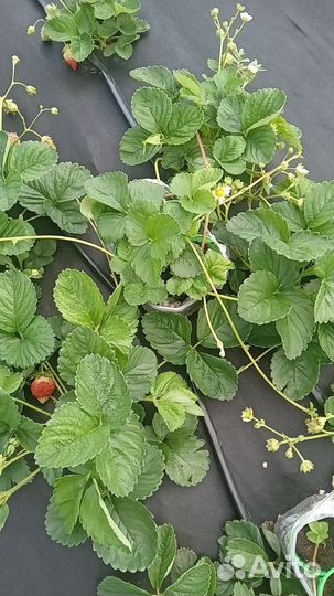 Саженцы клубники (закрытая корневая система)