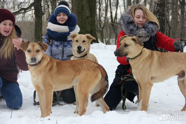 Дрессировка собак