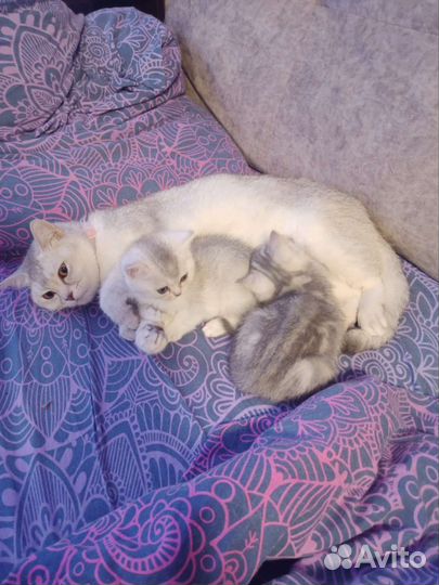 Британская