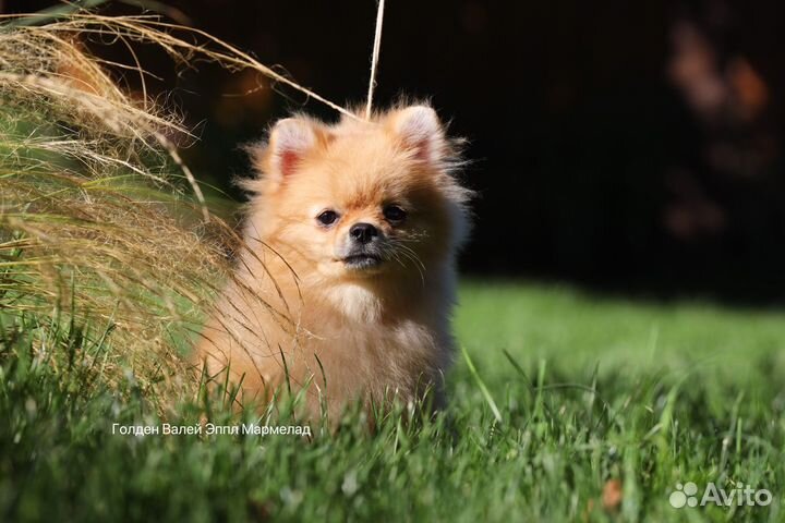Померанский шпиц мини мальчик