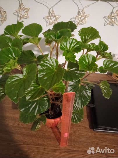 Бегония декоративно лиственная