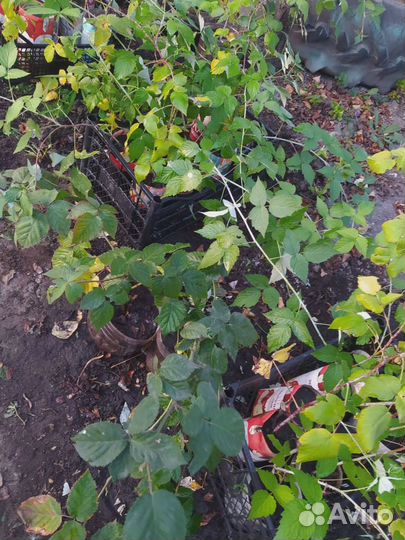 Продам саженцы