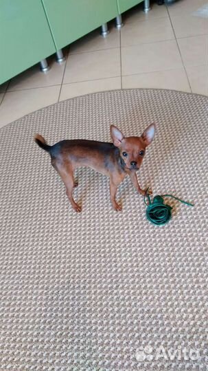 Русский той-терьер мини