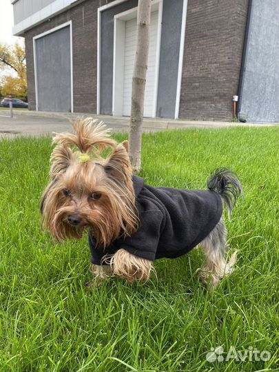 Йоркширский терьер вязка