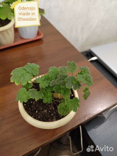 Пеларгонии сортовые