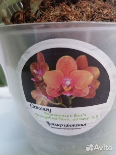 Орхидея фаленопсис