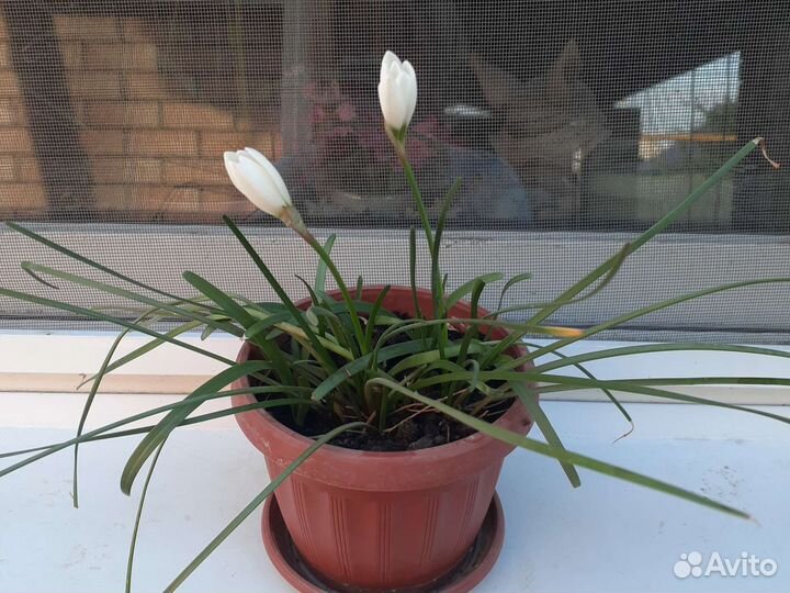 Зефирантес