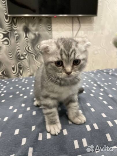 Котята британские