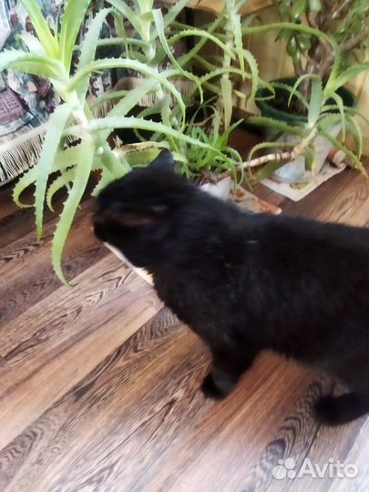 Кот Бегемот