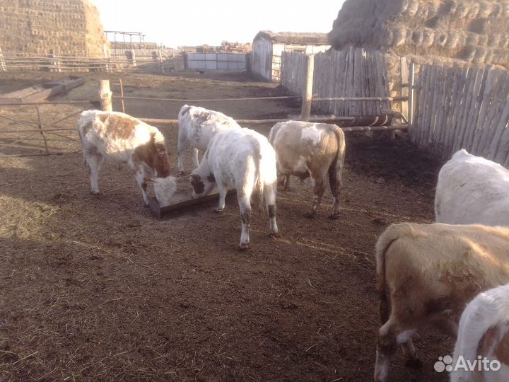 Продам тёлочек, бычков
