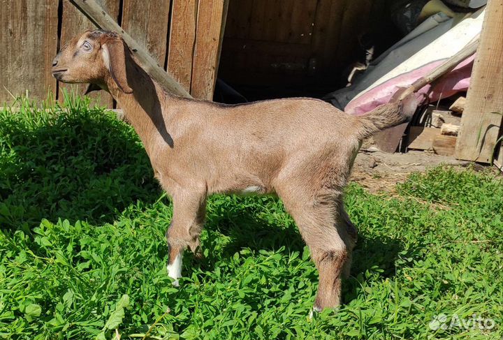 Зааненские козлята