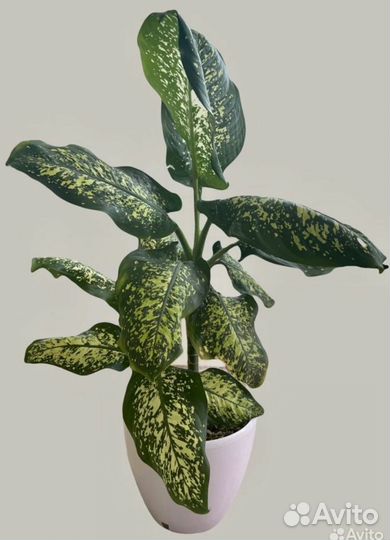 Диффенбахия