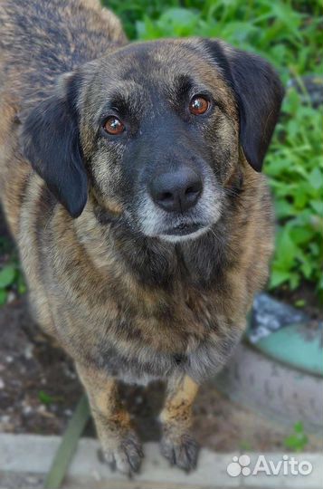 Добрая собака