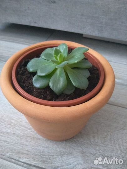 Каменная роза