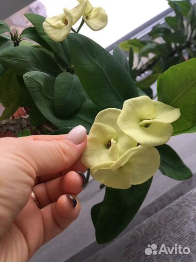 Молочай миля