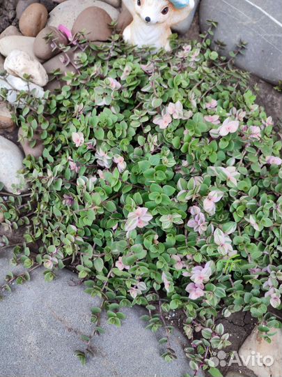 Комнатные цветы