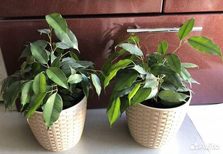 Фикус бенджамина