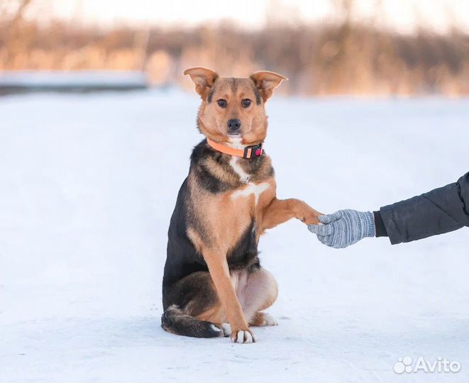 Собака в добрые руки