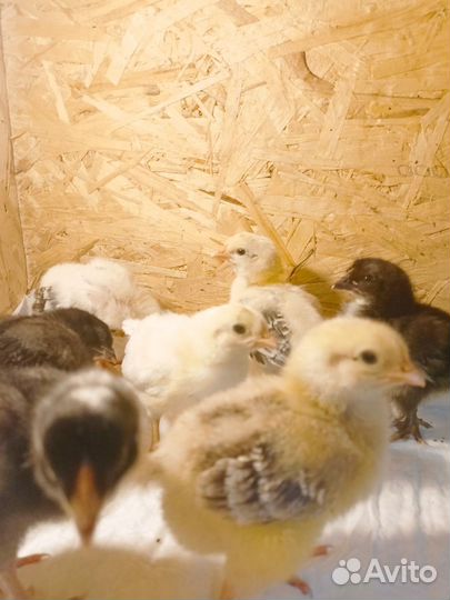 Цыплята несушки, Голошейка