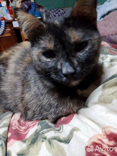 Кошки в добрые руки даром