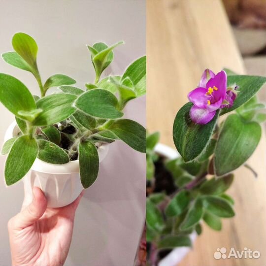 Традесканции тайская, зебрина пурпур, силламонтана