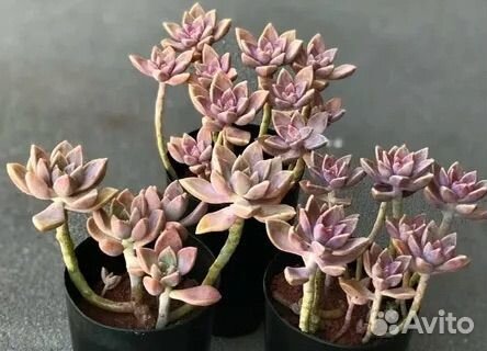 Граптопеталум парагвайский